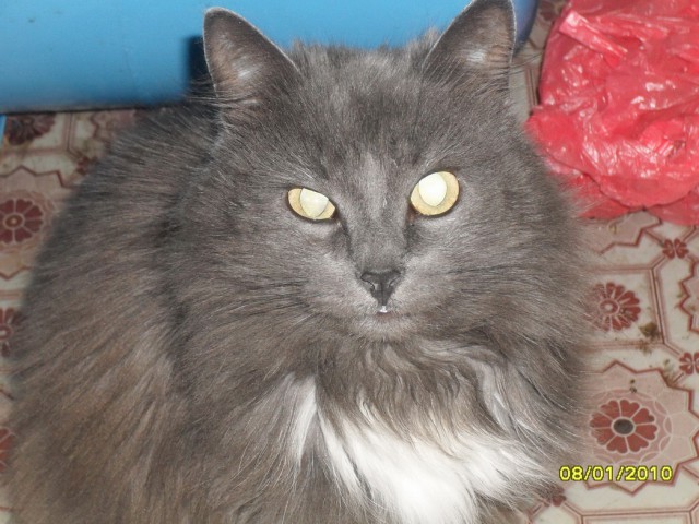 Котовторник 09.09.2014