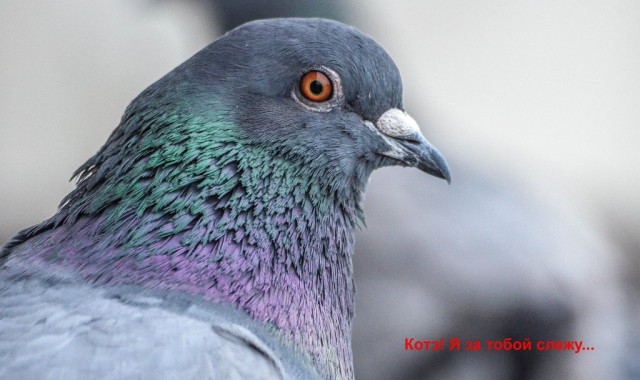 Но не для голубя...