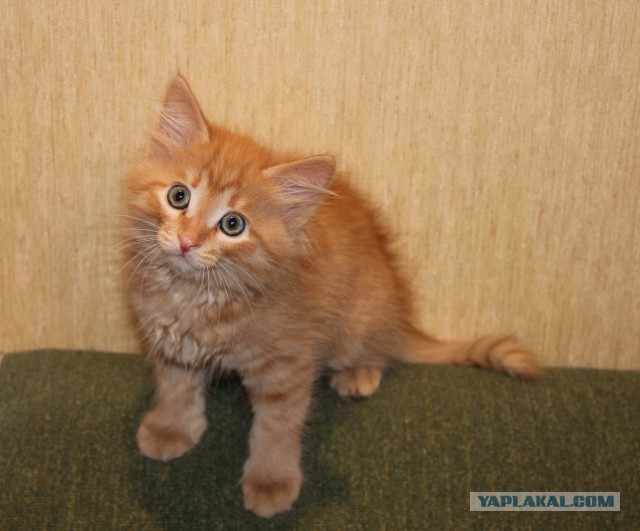 Котовторник 18.11.2014