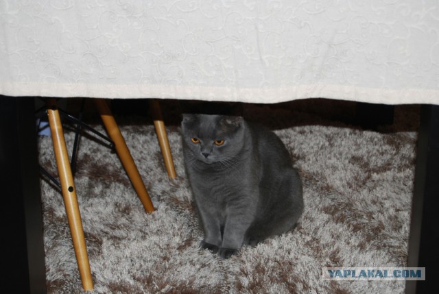 Котовторник 2.12.14