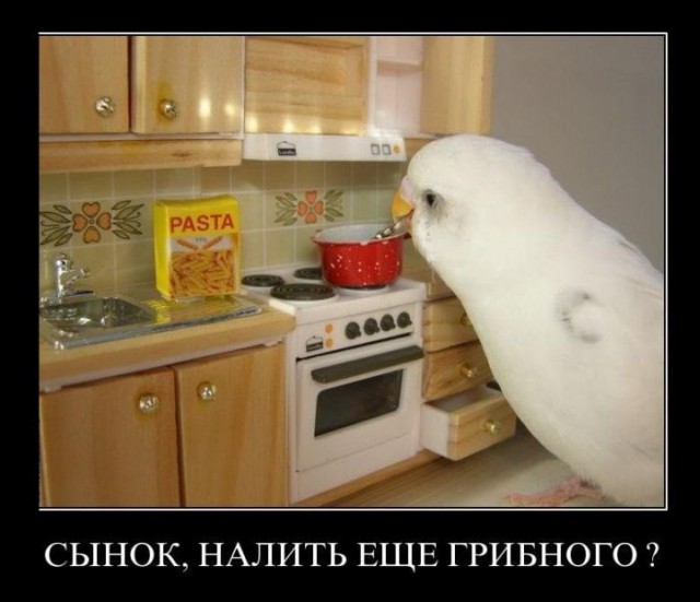 Демотиваторы вторника