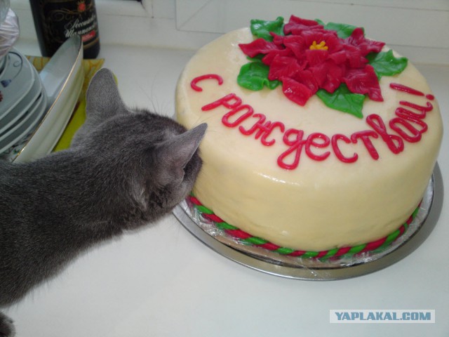 Котовторник