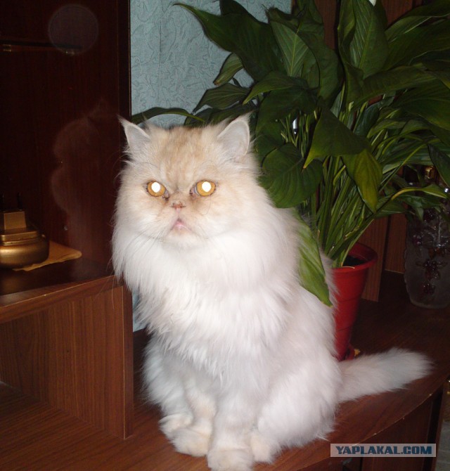 Котовторник