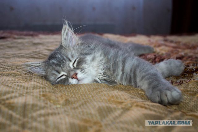 15 котов, которые спрятались от ветеринара