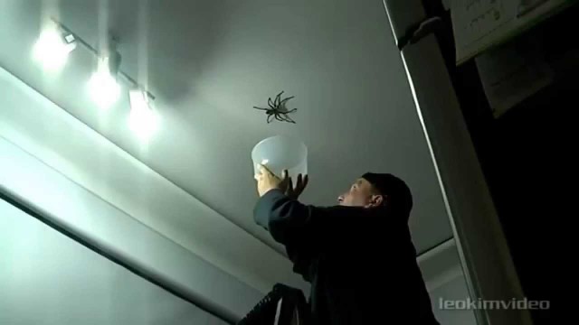 Австралиец так громко дрался с пауком, что соседи