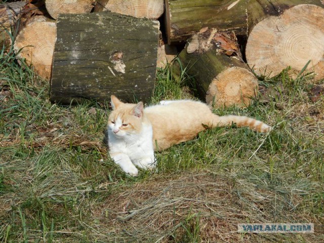 Жизнь домашнего приюта для котеек 113