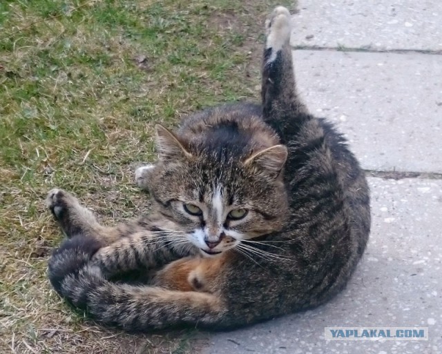 Котовторник 31.05.2016