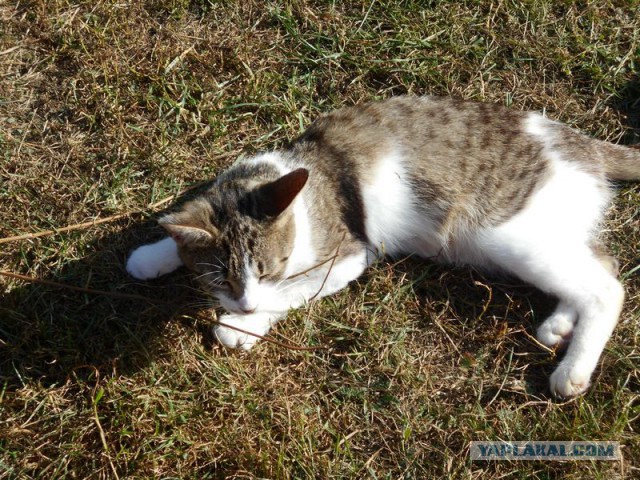 Жизнь домашнего приюта для котеек 133