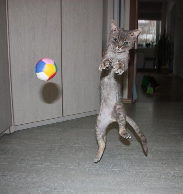 Коты из сети
