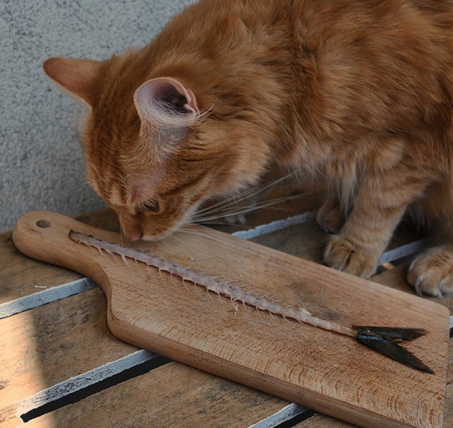Коты из сети