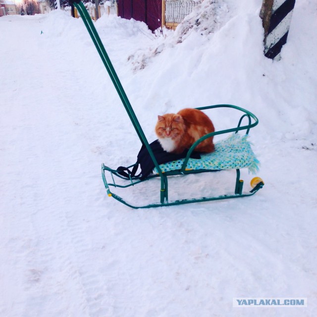 Котовторник  14.02.2017