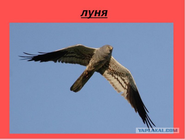 Ракетоносец -"стелс" , новый российский бомбардировщик
