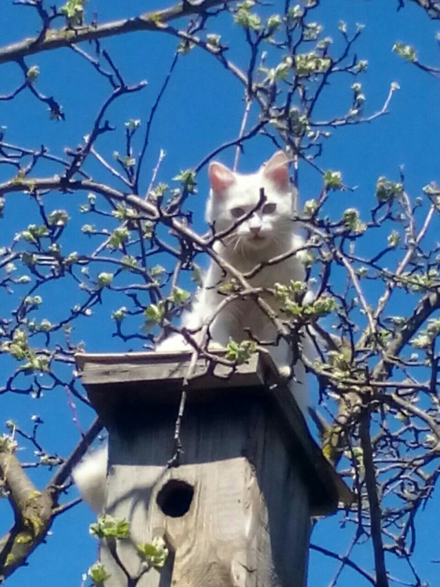 Коты и Кошки