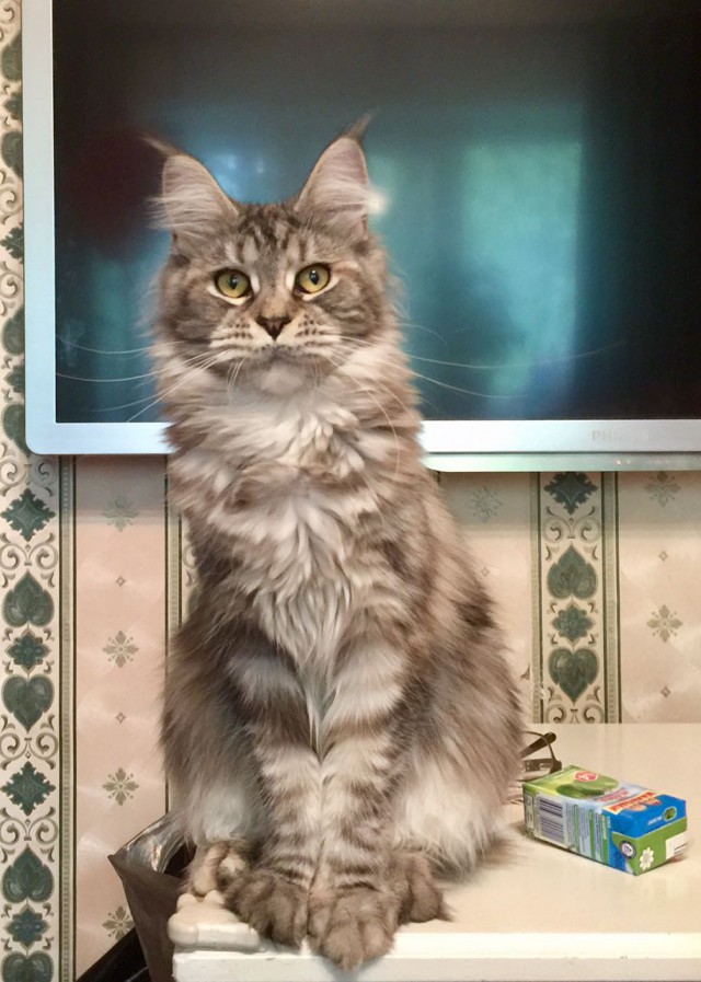 Котовторник 23/05/2017