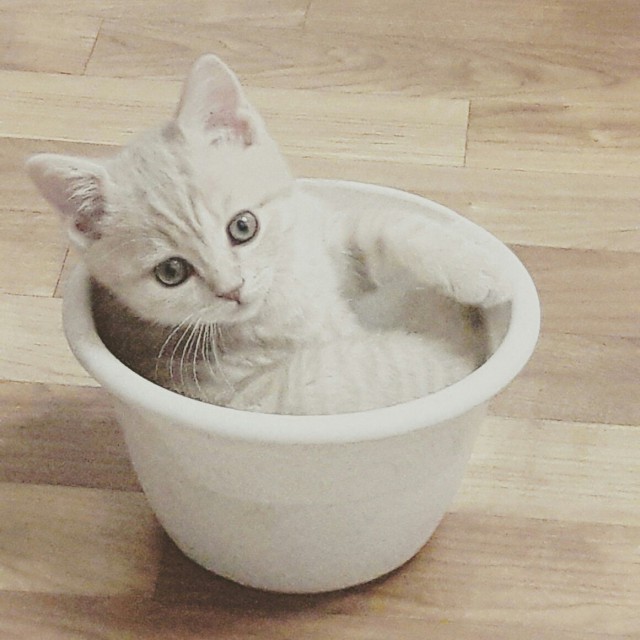 Живность из сети