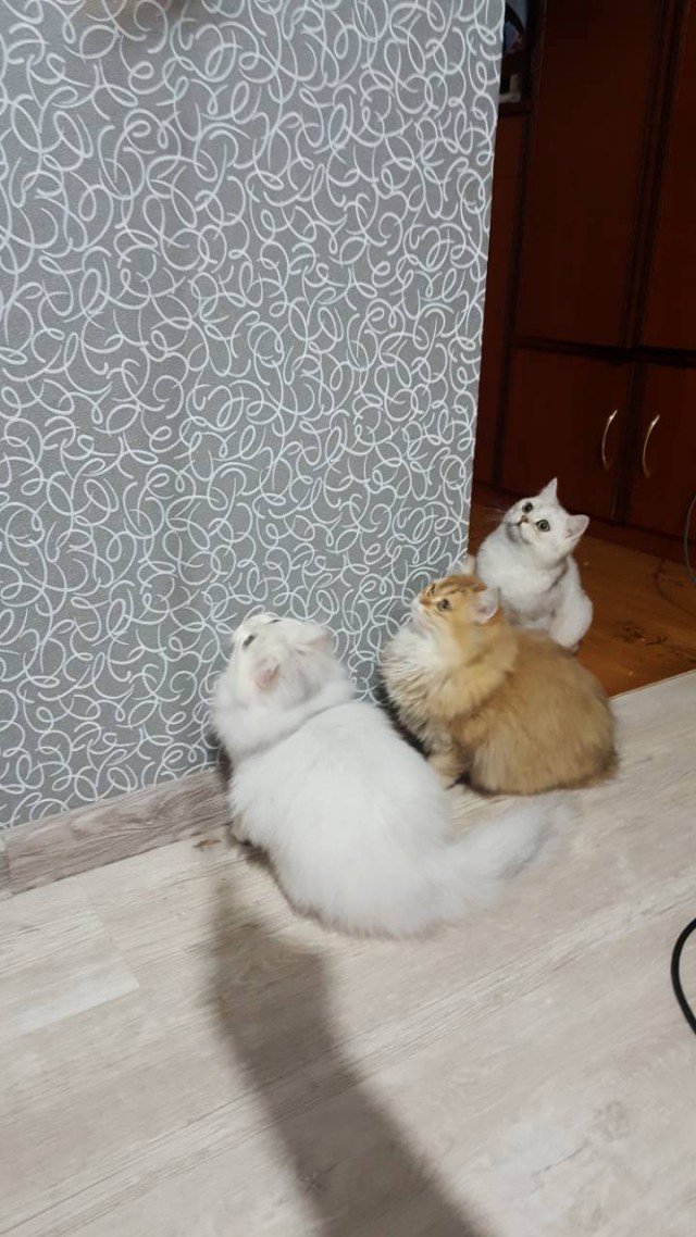 А не открыть бы нам котовторник 03.04.2018