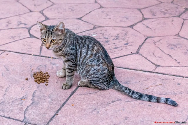 Крымские каникулы. Котовторник