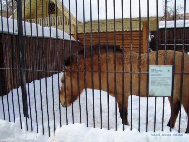 Московский зоопарк