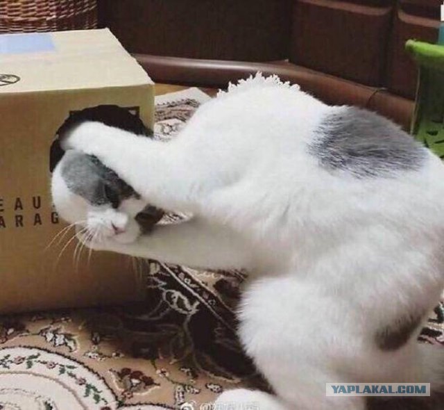 Котовторник 24.07.2018