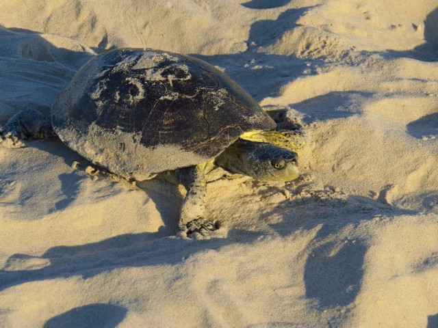 Живность из сети