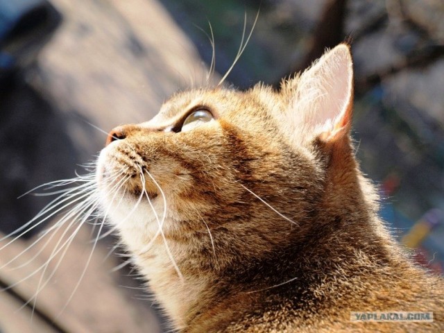 Котовторник 1.11.11