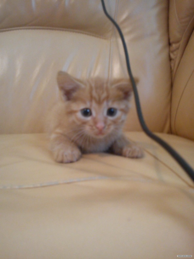 Котовторник (28.02.2012)