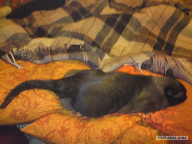 Котовторник  19.06.2012