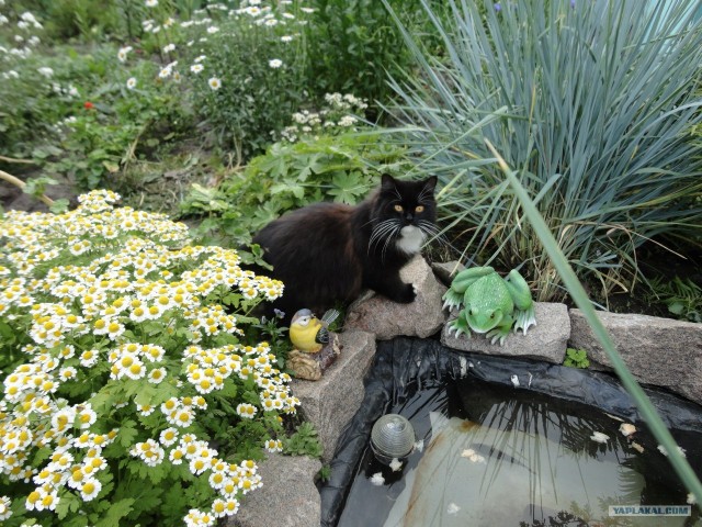 Котовторник  17.07.2012