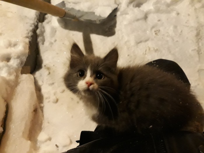 С Днём кошки!