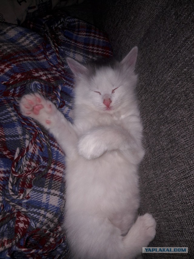 Раздаем котят в добрые руки.