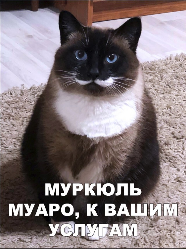 Забавные фото котеек