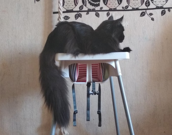 Котовторник 18.06.2019