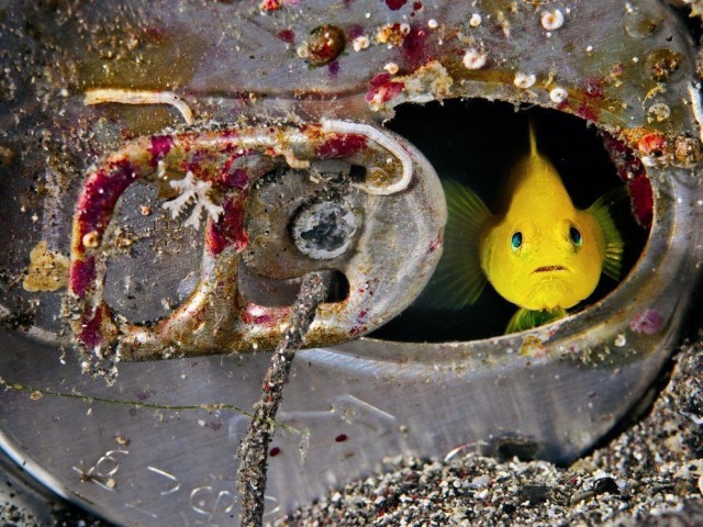 Живность из сети