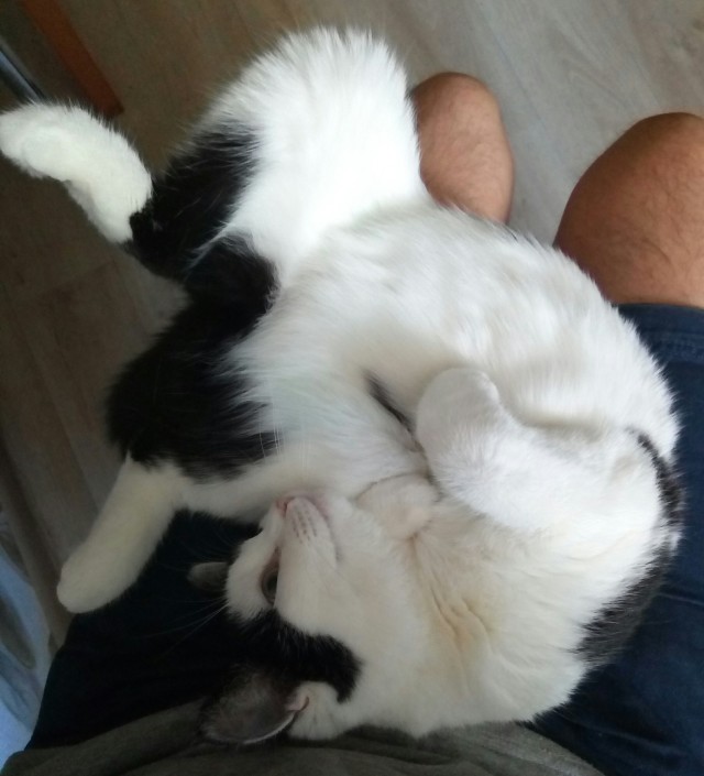 Котовторник