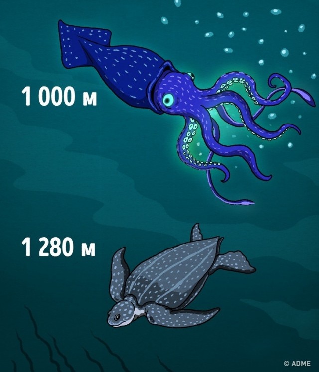 Насколько глубок океан на самом деле?
