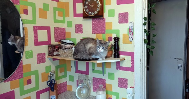 Котовторнику быть!