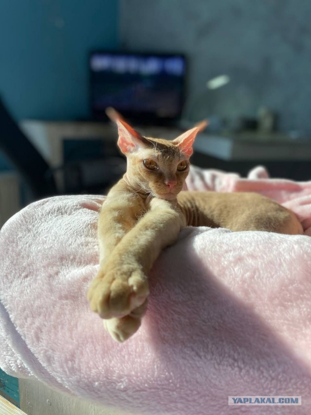 Котовторнику быть!