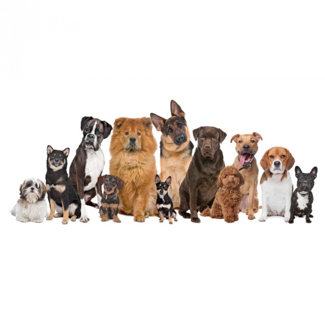 В Севастополе доберман набросился на хозяйку приюта бродячих собак, он покусал женщину и случайного прохожего