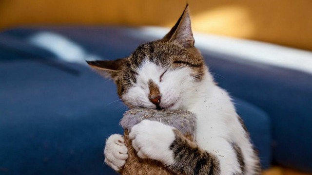 Которник
