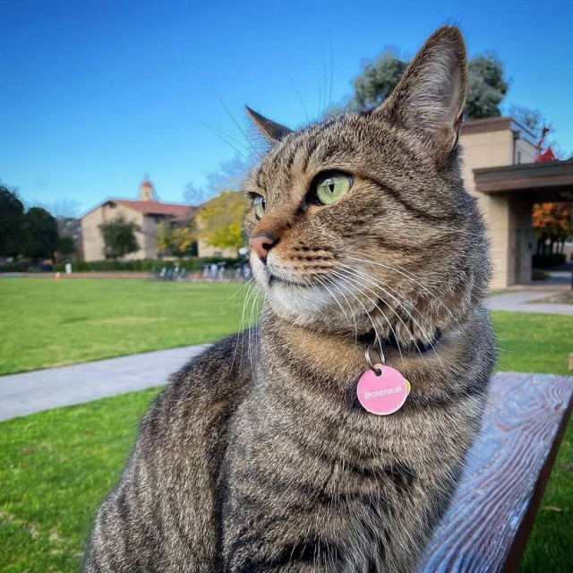 Разные котики