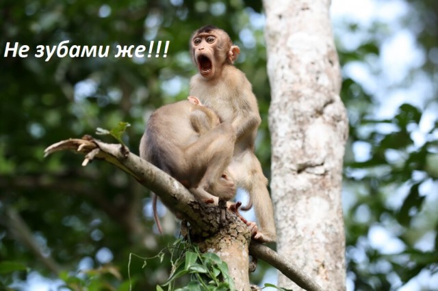 Лучшие фото конкурса Comedy Wildlife Photography Awards 2021