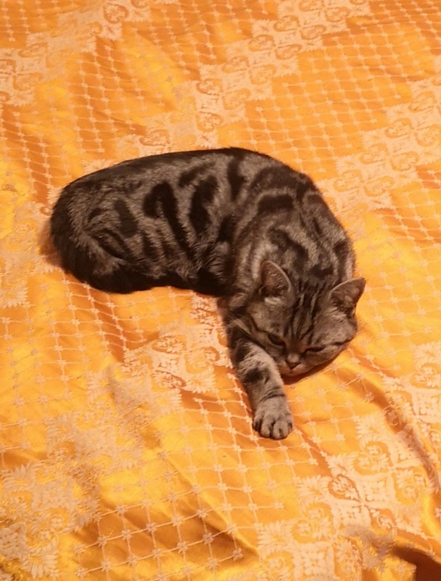 Вы, что спите? Вставайте, котовторник же!