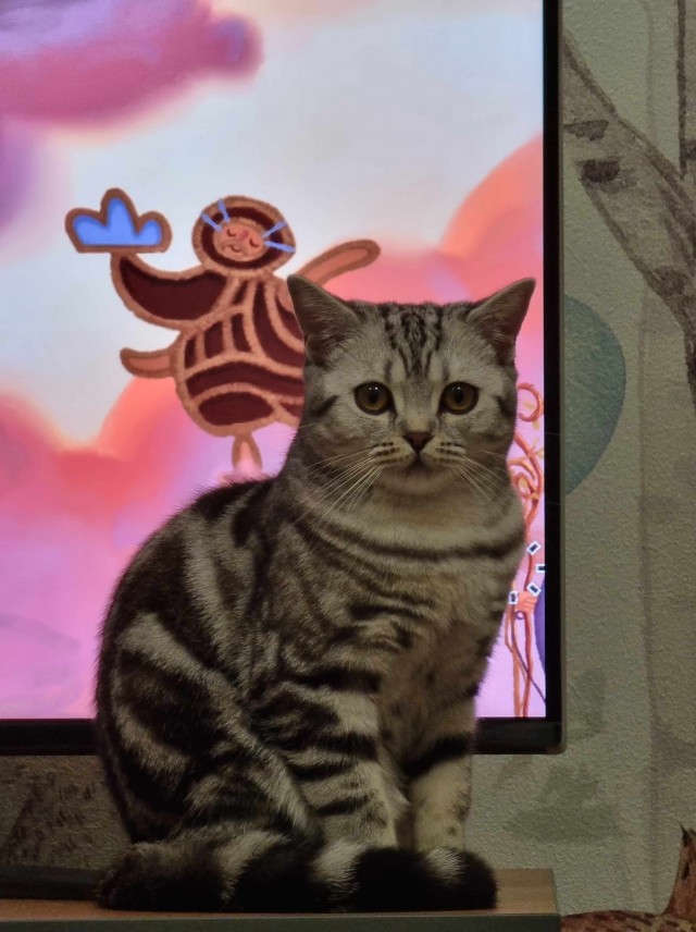 Котовторник вроде.