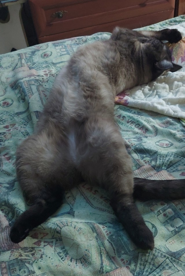 А ваши котейки че счас делают?