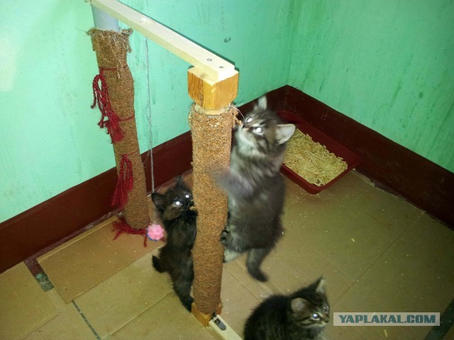 Мир не без добрых людей. Котовторник в тему