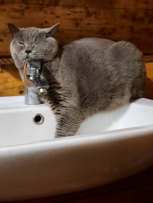 Ура! Котовторник.