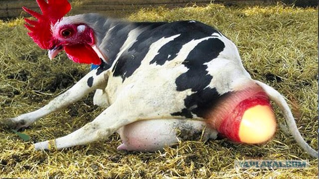 Как в Советском Союзе изобрели "Птичье молоко"