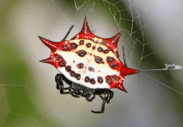 Самые симпатичные виды пауков