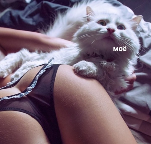 Кисковторник для взрослых