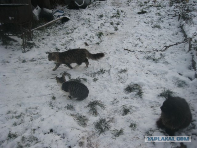 Жизнь домашнего приюта для котеек 421